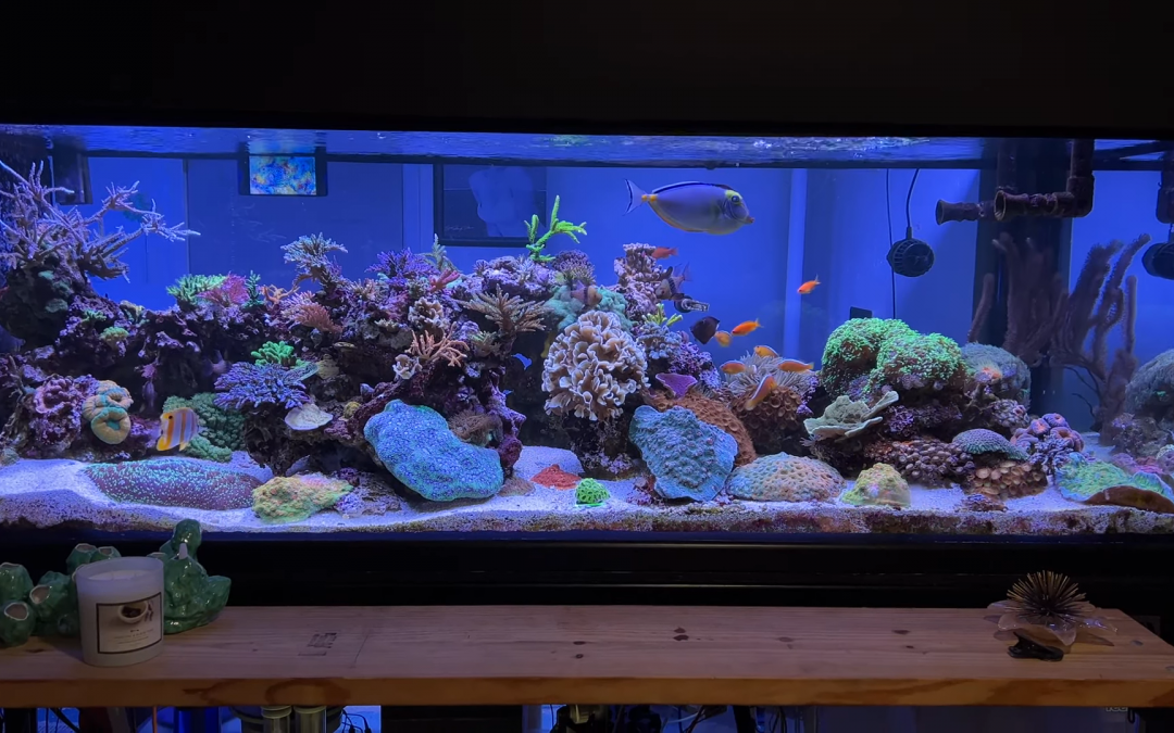 Reef Diary #137: The reef is 8.5 years old