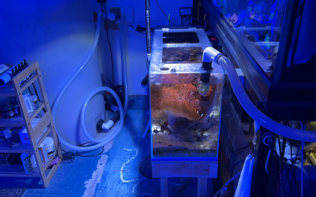 Reef Diary #139: Moving the temp tank to get to the algae turf scrubber