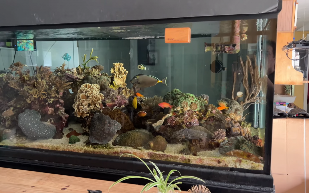 Reef Diary #141: A water change leads to another, plus more gear needed cleaning