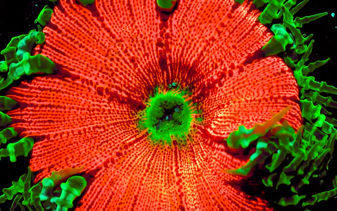 Illuminating Coral