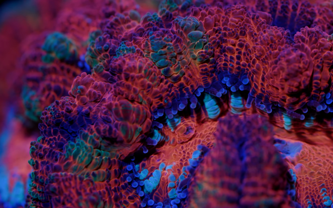 Australophyllia Coral Care Tips