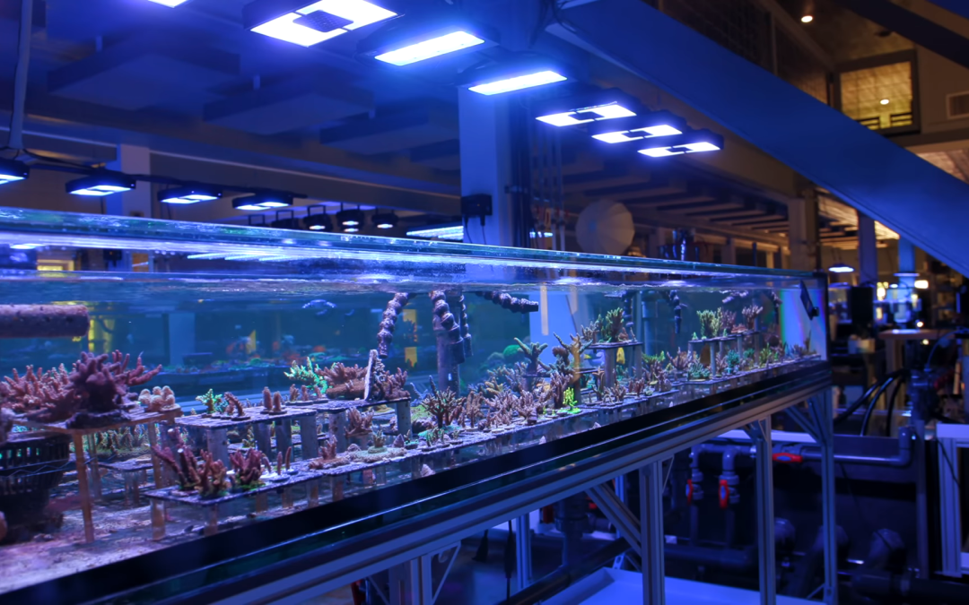 The NEW $100,000+ Reef Aquarium System is Running!