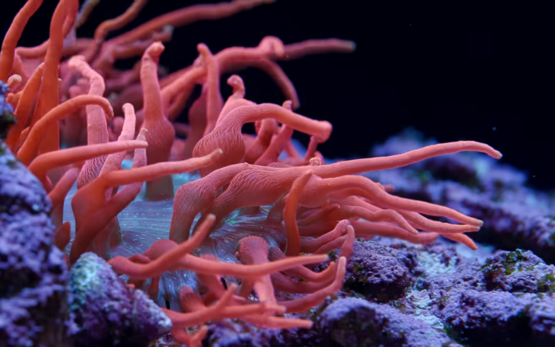 The Unintentional Bubble Tip Anemone Tank