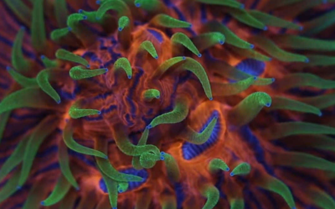 Reef A Palooza California 2022 : Eye Candy!