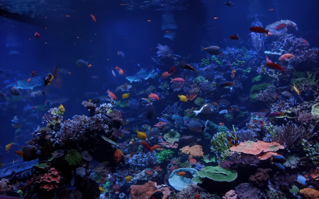 Is the 17,000-gallon Aquarium of Polo Reef the Ultimate Reef Tank?