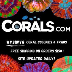 Corals.com – 250