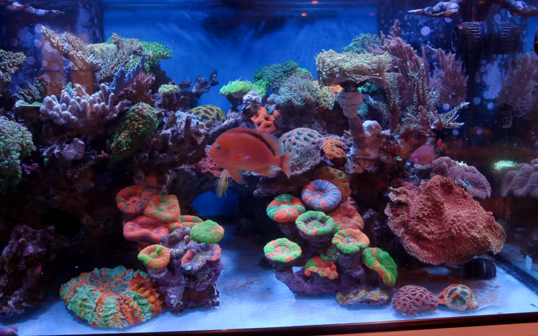 Closed Loop Water Flow Systems for Reef Aquariums