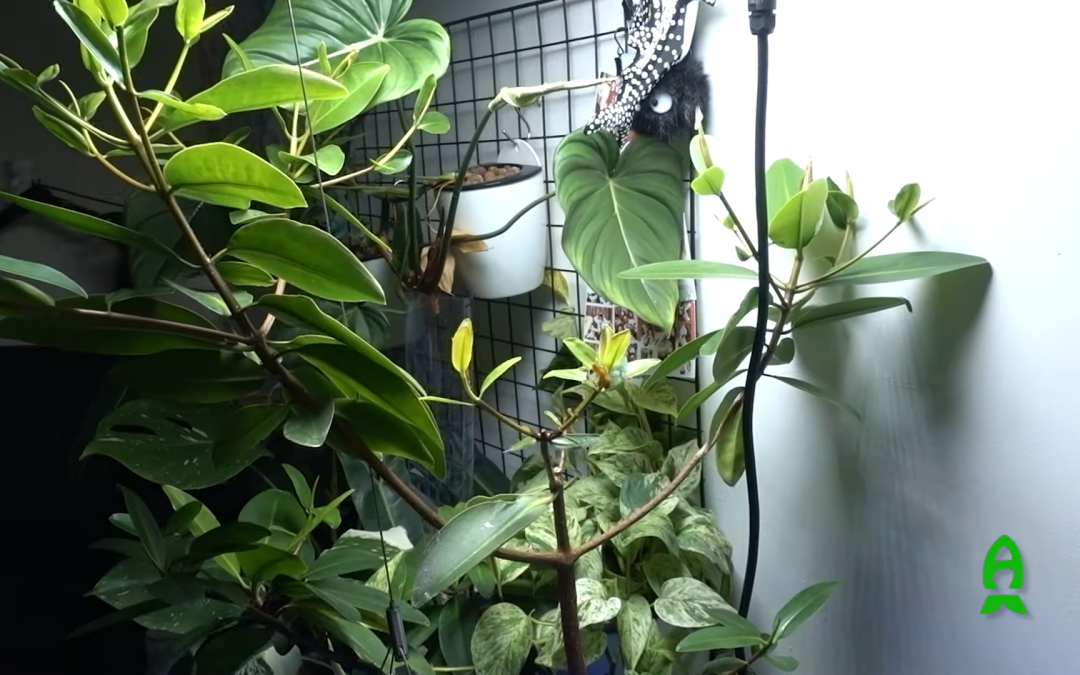 Keeping Mangroves? – Experiences from regular hobbyist’s perspective with Inappropriate Reefer –