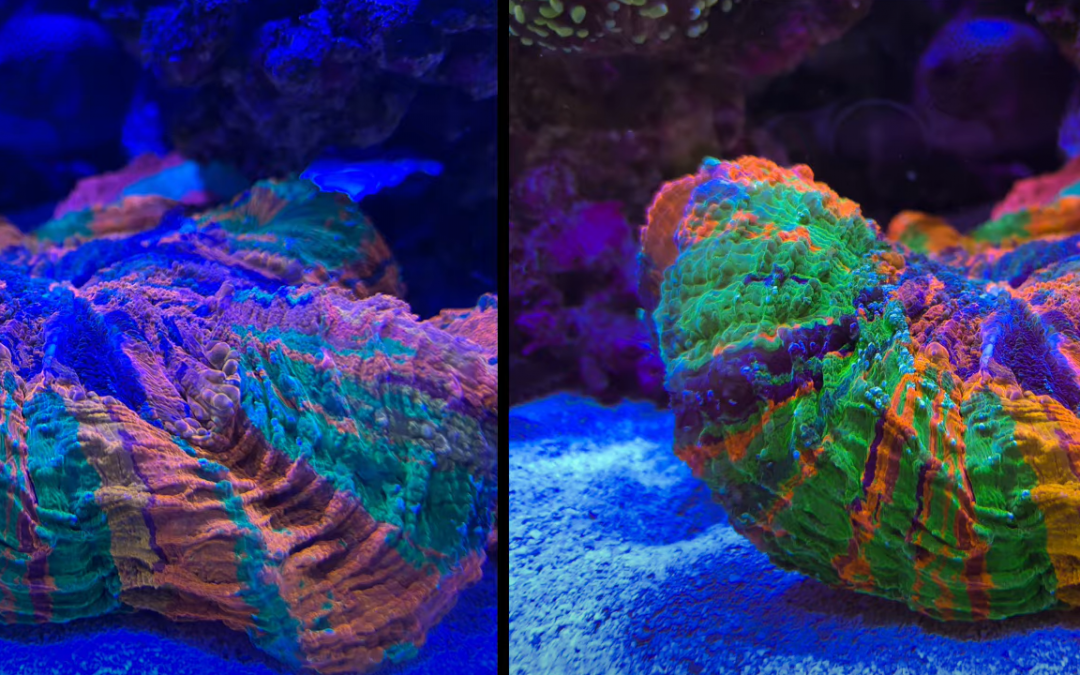 How to take better aquarium photos