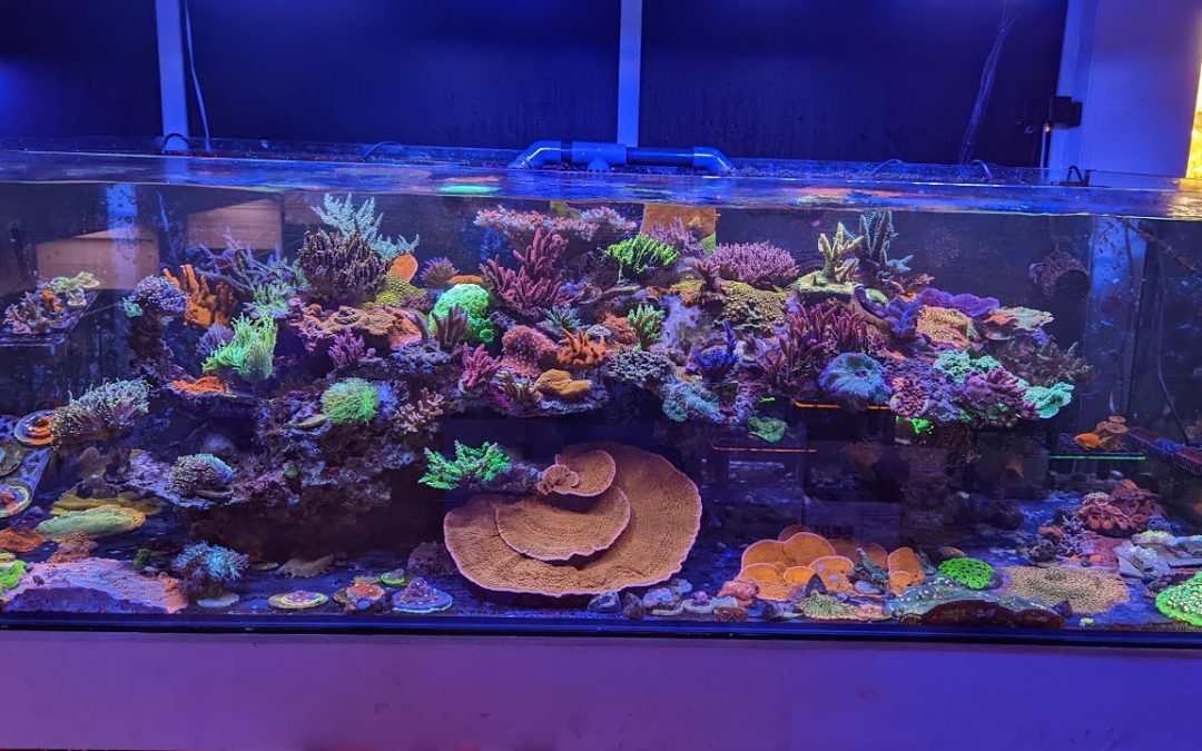 Filling up the Deskmate and the ELOS display tank