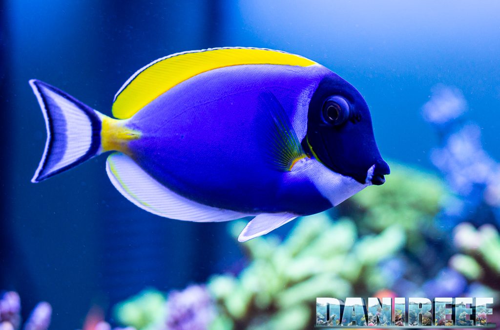 Surgeonfish in Marine Aquariums: How Many and Why?
