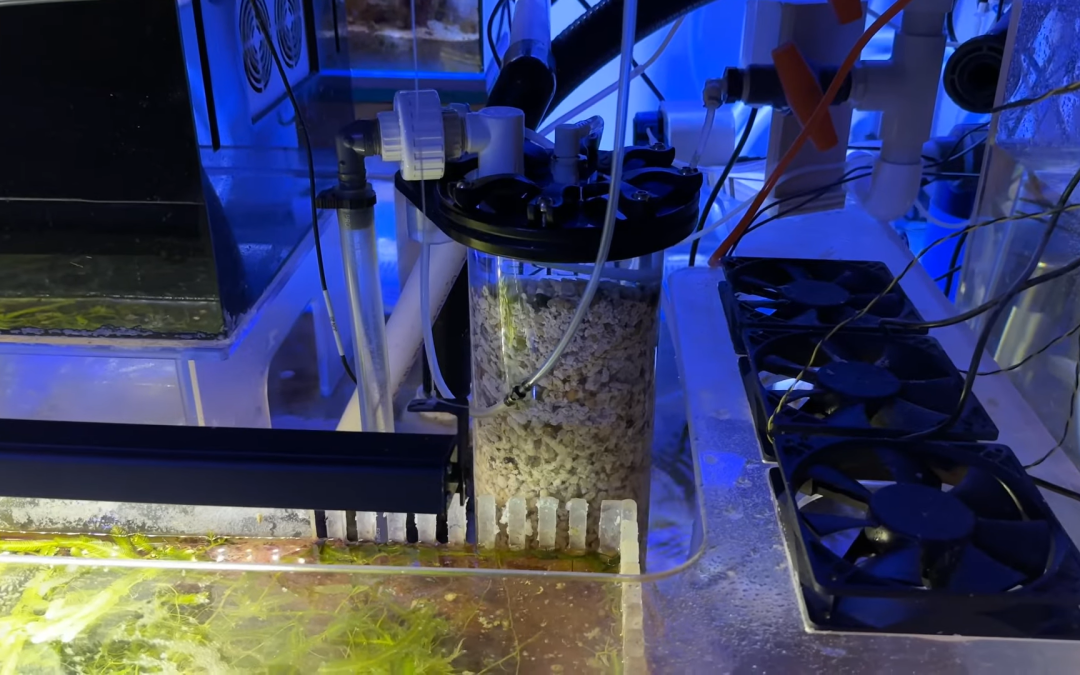 Reef Diaries 145: I Cleaned the Calcium Reactor & Found the Problem