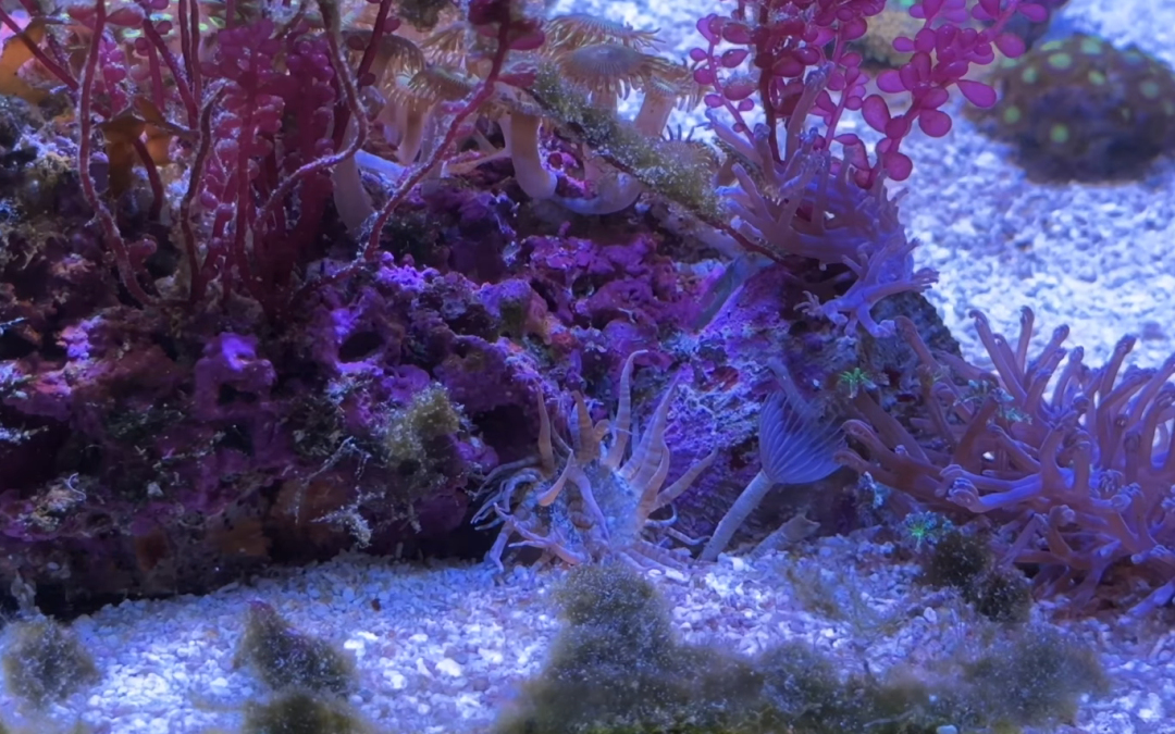 Reef Diaries: Killing aiptasia and cleaning up Cait’s Reef