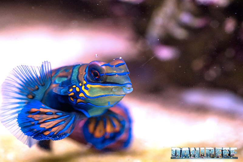 Synchiropus in marine aquarium: how many and why?