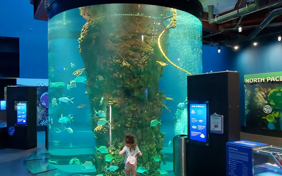 Travel: The Aquarium at Moody Gardens, Galveston TX