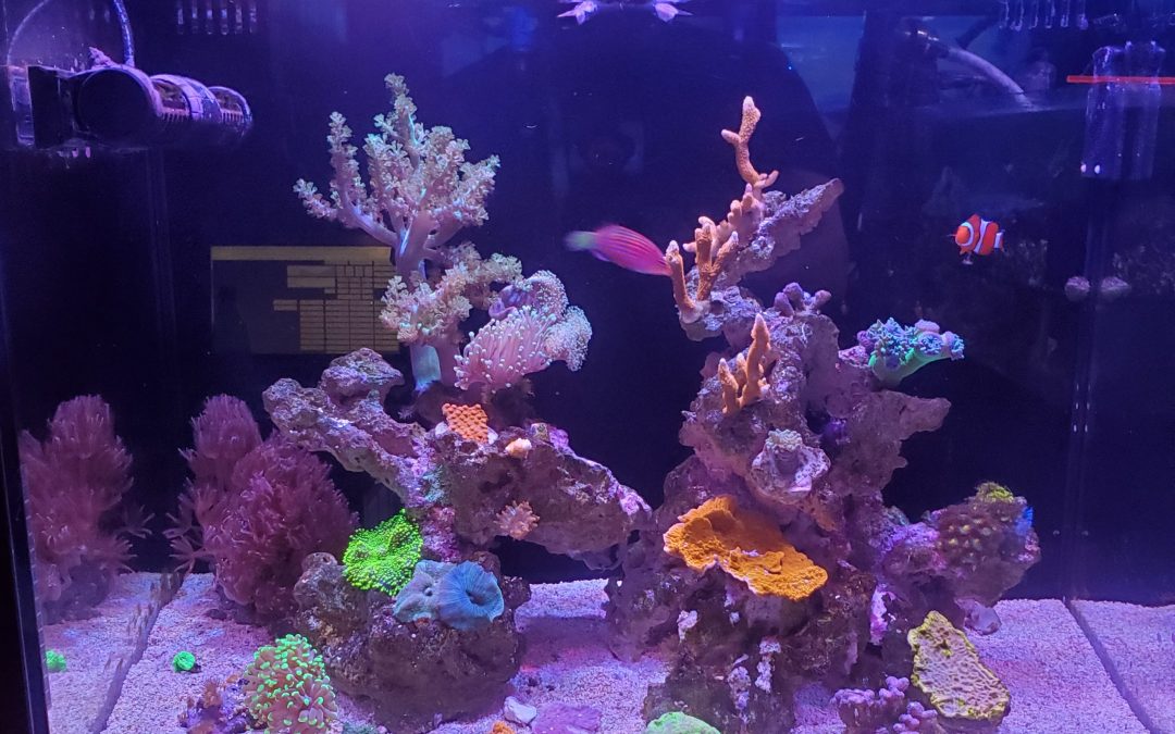 Reef Mentoring: Part 9 – 4 Month Tank Update