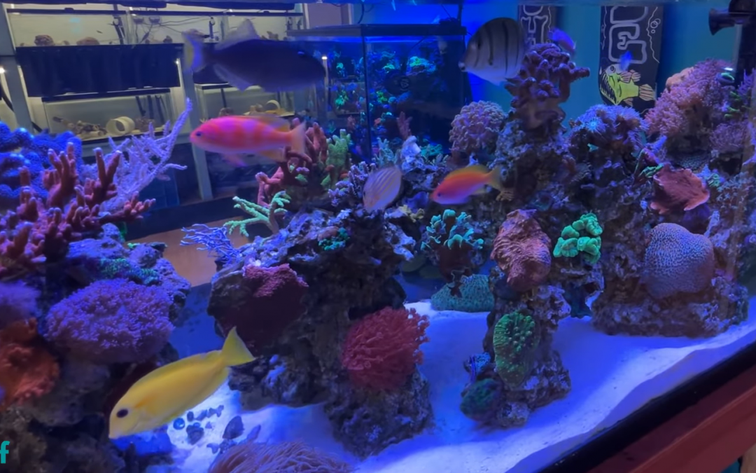 Reef Beef Visits High Tide Aquatics