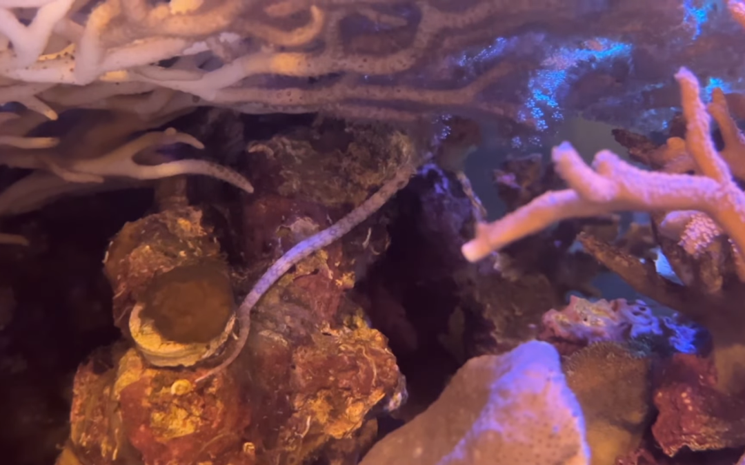 Reef Diary: Pipefish