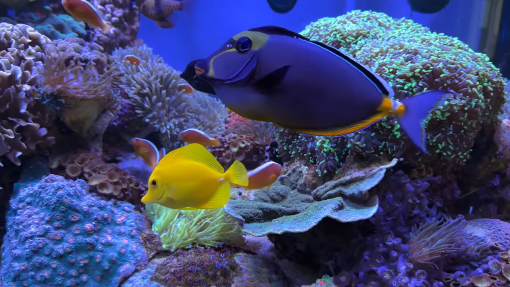 Reef Diary: Let’s see some fish