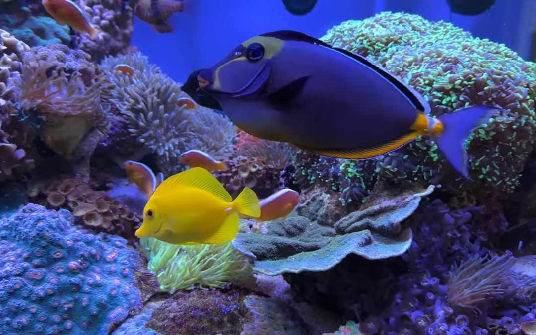 Reef Diary: Let’s see some fish