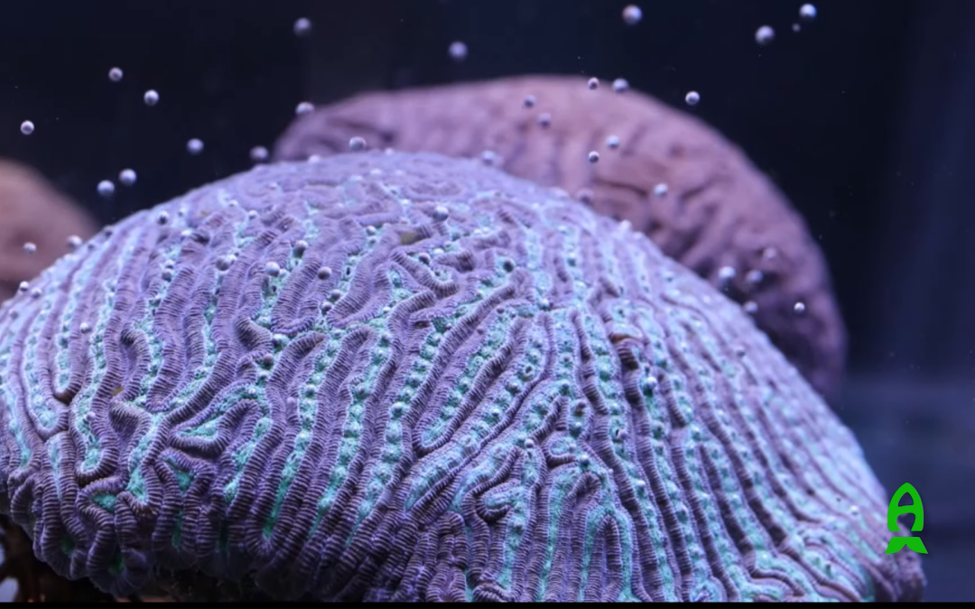 Reef A Palooza Orlando 2023 Speaker – Keri O’Neil
