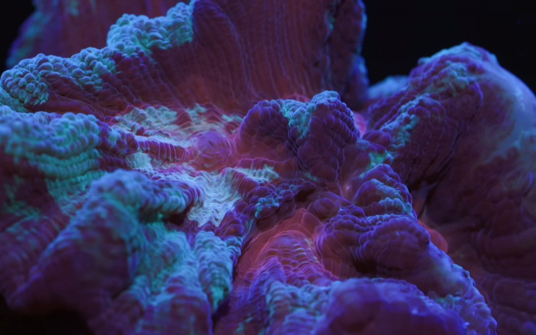 Pectinia Coral Care Tips