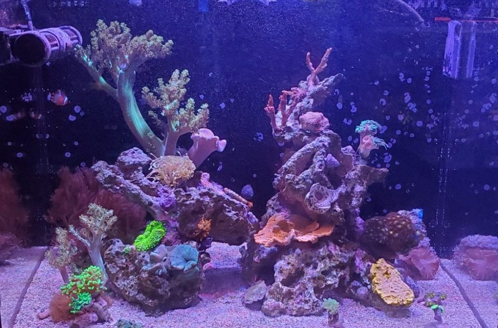 Reef Mentoring: Part 10 – 6 Month Update – The “B” Word