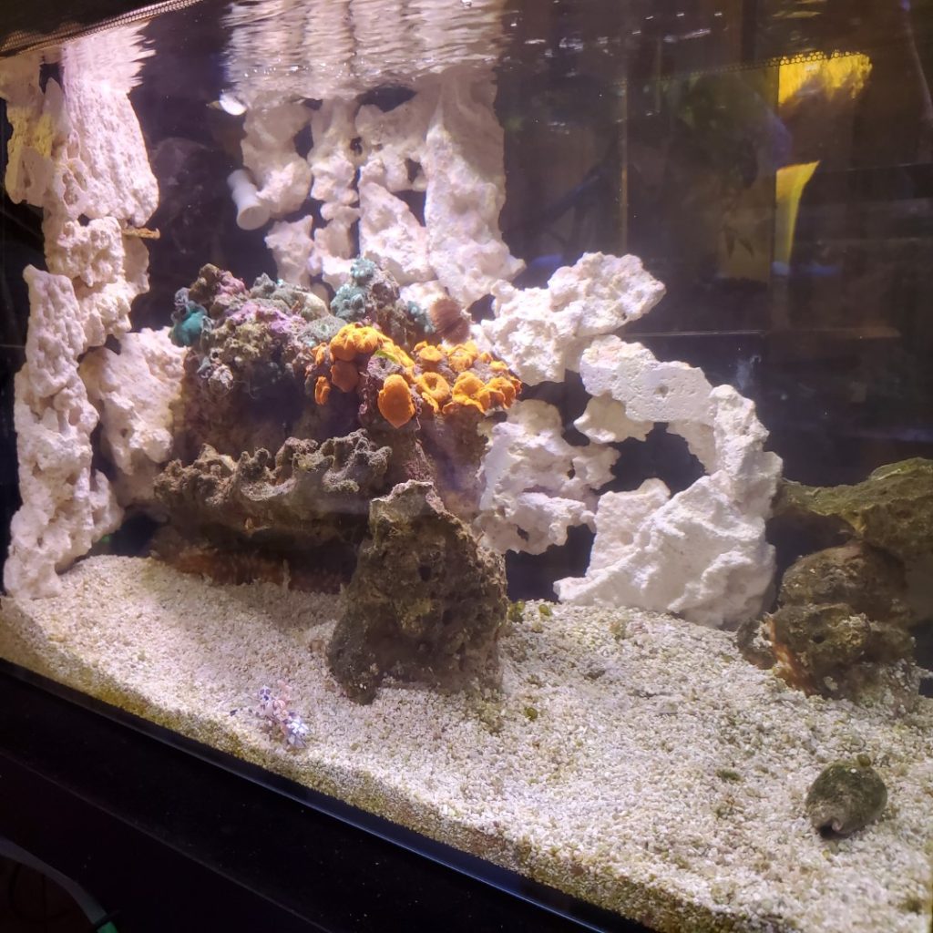 Product Review: ReefEco Coral Wall