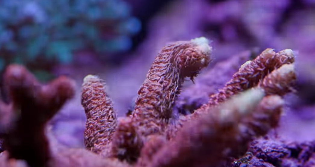 Controlling Acropora-Eating Flatworms AEFW