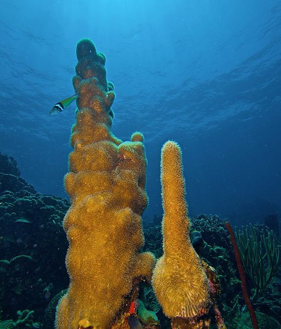 Florida Aquarium Success for Corals