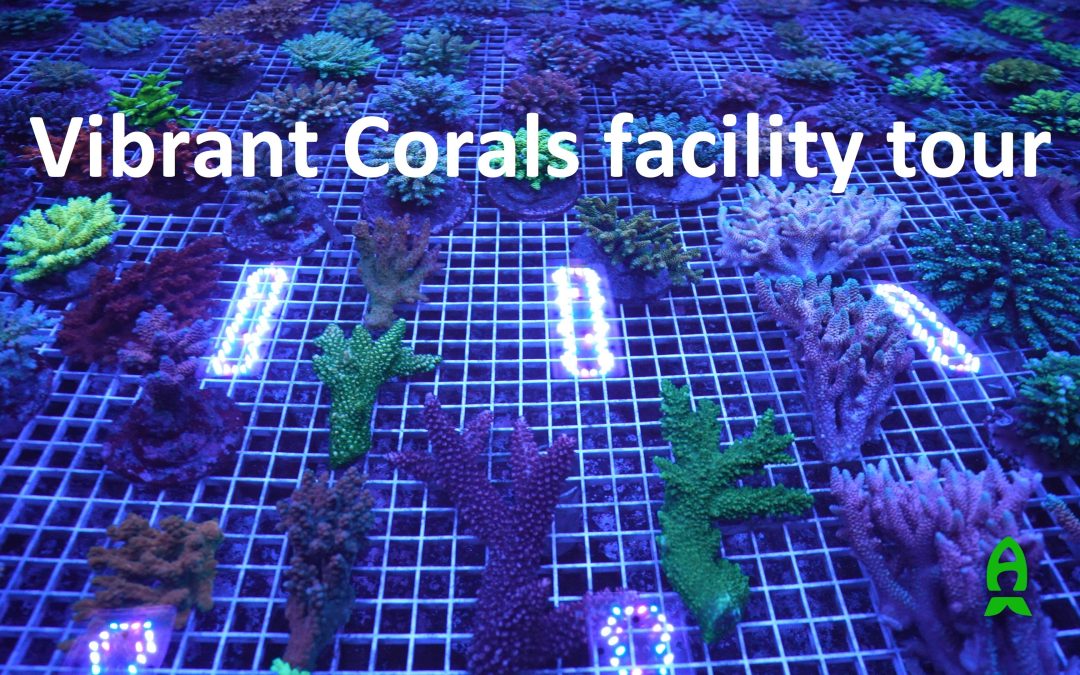 Tour of Vibrant Corals (Wholesale Facility)