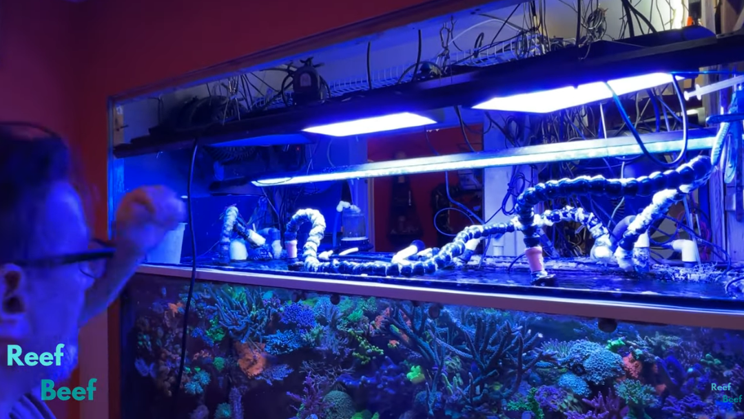 Replacing Faulty LEDs – Working with Reef Beef