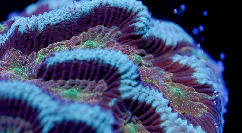 Platygyra Coral Care