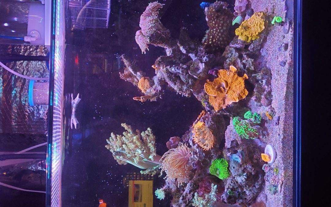 Reef Mentoring: Part 11- 10 Month Update – Growth Changes