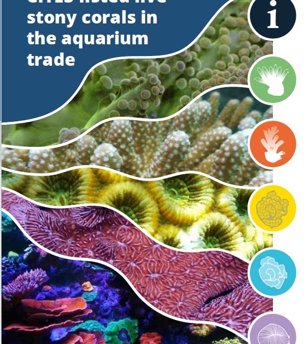 Reference Materials: Identification of CITES-listed live stony corals in the aquarium trade