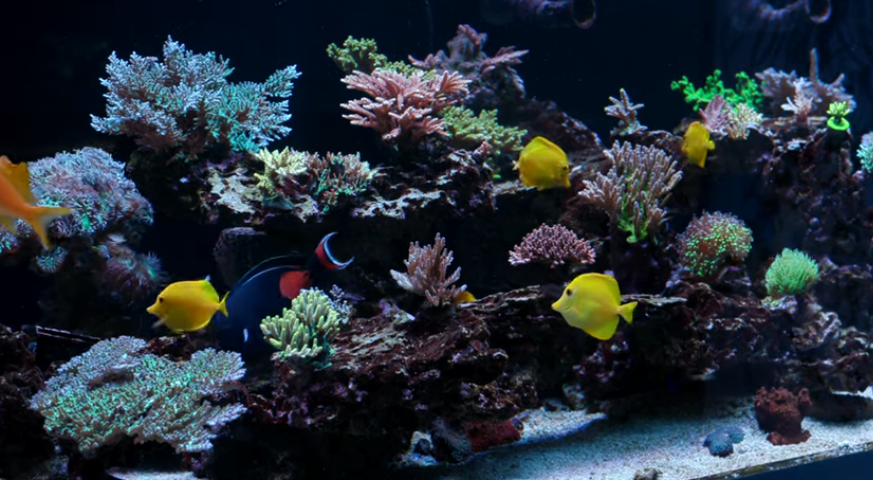 UV Light for your Reef Aquarium?