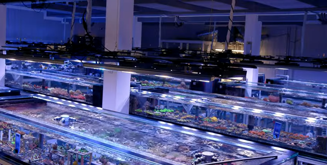 How connected should your reef aquarium systems be?