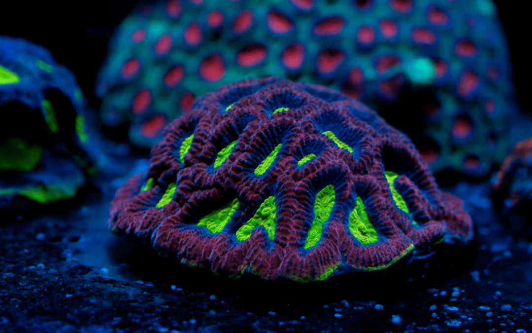 Corals farm bacteria? | Reef Receipts