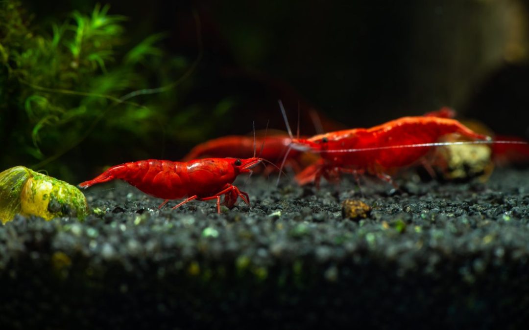 A Look at Cherry Red Freshwater Shrimp, Neocaridina davidi