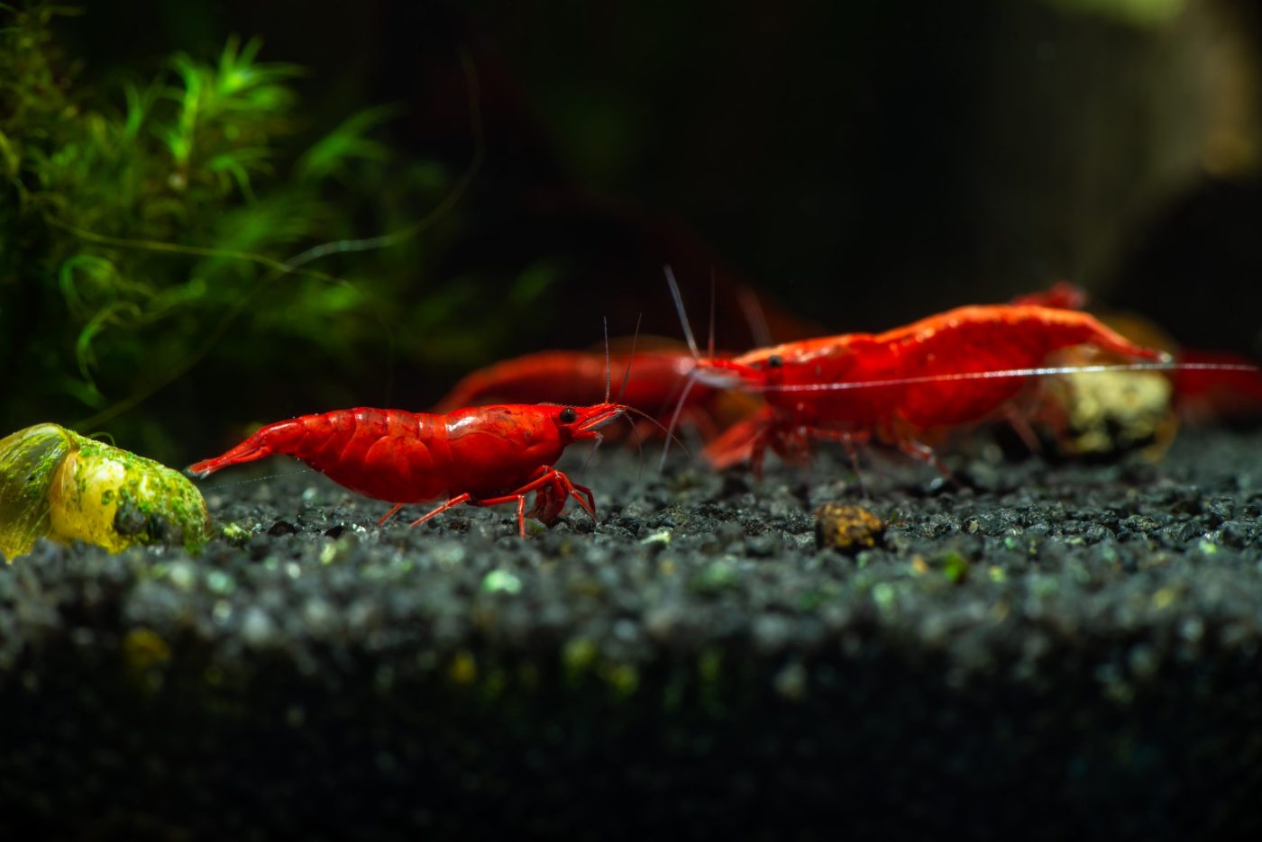 Cherry Red Shrimp Saltwater Aquarium 