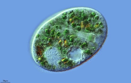The Zooxanthellae of the Hermatypic Coral Holobiont