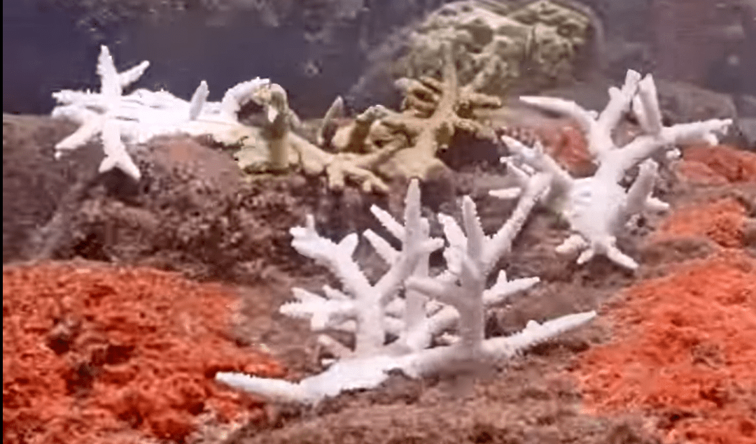 Monday Archives: Coral City Camera – 7 Month Coral Growth, Bleaching, & Erosion Timelapse (5.1.23-12.8.23)