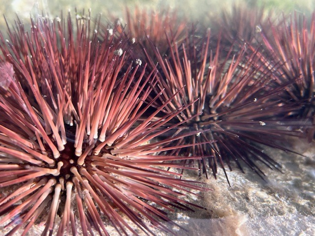 Seriously Spiny Fun: A purple urchin experiment