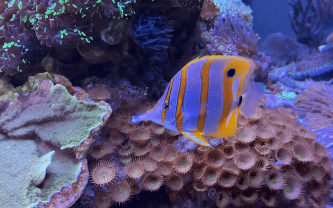 400 gallon reef update
