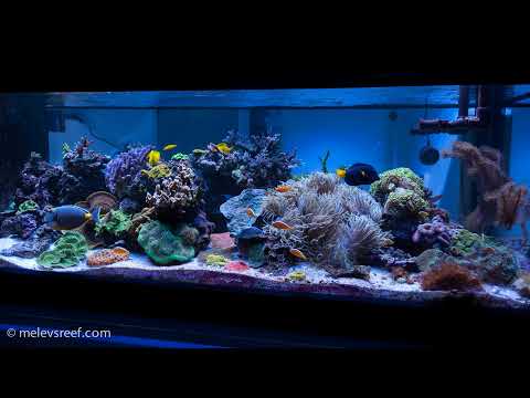 Let’s talk about O2 in the Aquarium (with Dr. Craig Bingman)