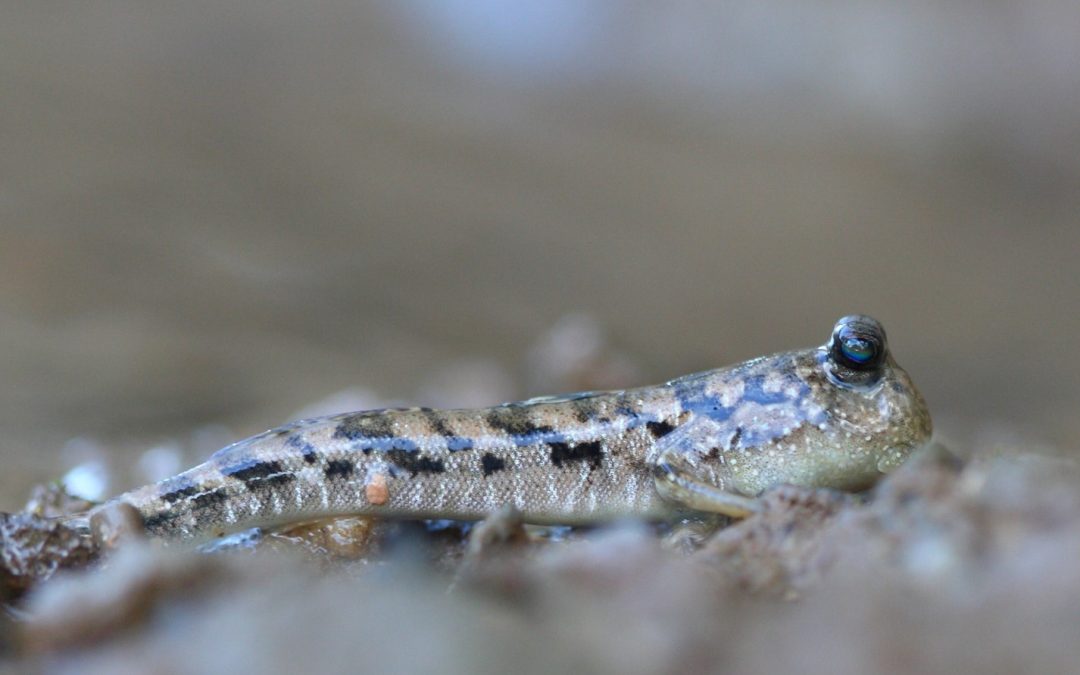 Mudskippers Part II: Their Homes and Their Social Lives