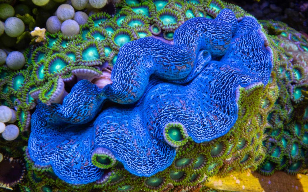 Three Ways That the IMARCS Foundation is Helping Reefs – and the Planet – with Giant Clams