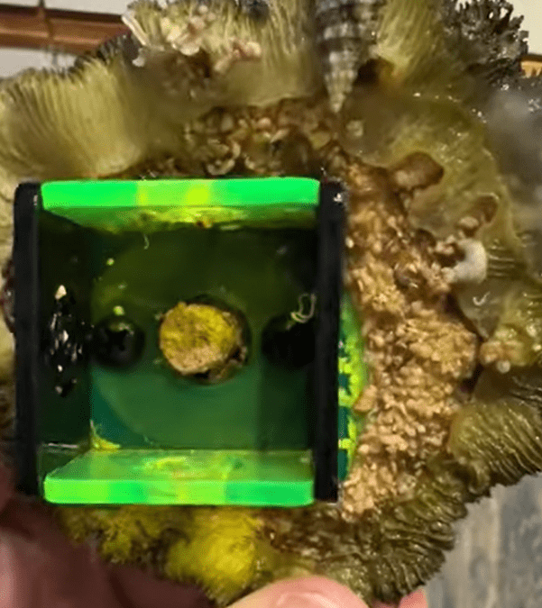 Had a coral die in my reef. The frag stand hasn’t been seen in years, clearly.