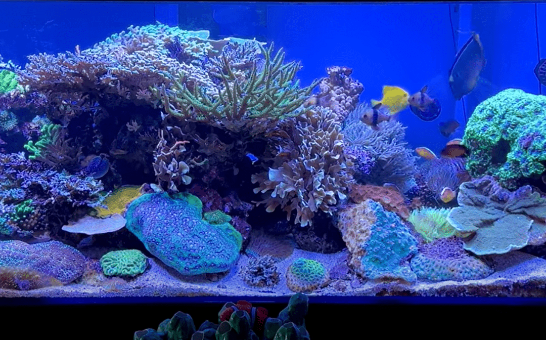 Let’s talk about the new Aquarium