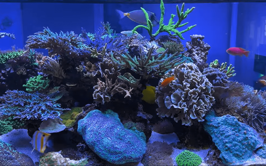Let’s talk about raising brine shrimp